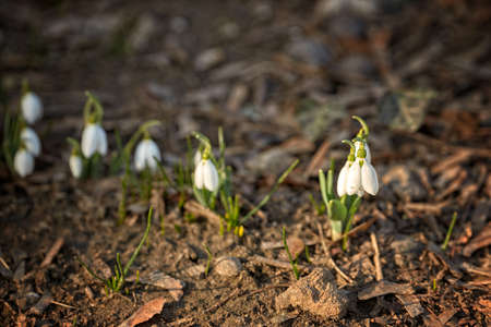 Flowers Snowdrops, in the natural environment. March. Women's holiday. Gift for womenの写真素材