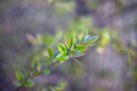 Spring bloom and first tree leaves, shallow depth of fieldの写真素材