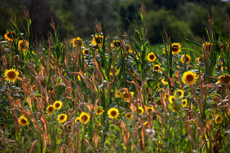 Wild sunflowers in different field grasses, but the background of the forest, with a shallow depth of fieldの写真素材