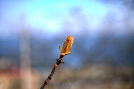 Spring bloom and first tree leaves, walnut, shallow depth of fieldの写真素材