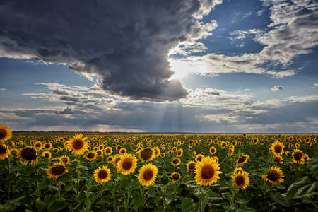 Sunflower field, on a bright summer day, against a background of clouds, with a shallow depth of fieldの写真素材