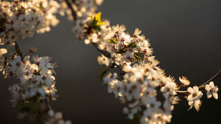 Spring cherry blossom, white flowers, shallow depth of field, close-up, evening lightの写真素材