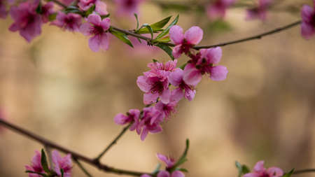 Spring flowering trees, pink flowers, shallow depth of field, close-upの写真素材