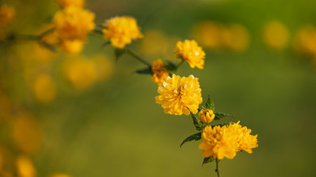 Spring flowering trees, yellow flowers, shallow depth of field, close-upの写真素材