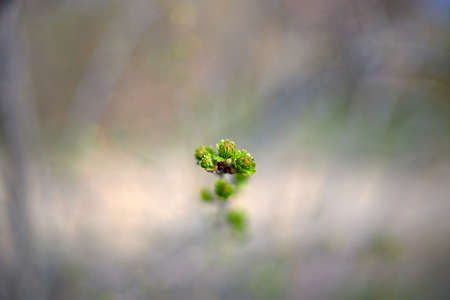 Spring bloom and first tree leaves, shallow depth of fieldの写真素材