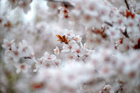 Spring bloom and first leaves of trees, Cherry, apricot, with shallow depth of fieldの写真素材