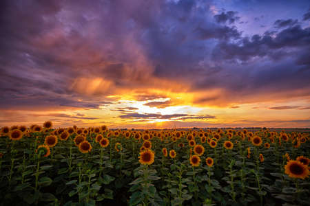 Beautiful summer sunset over a sunflower field, against the backdrop of a stormy sky. Horizontal photographyの写真素材