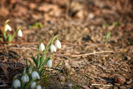 Flowers Snowdrops, in the natural environment. March. Women's holiday. Gift for womenの写真素材