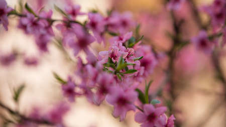 Spring flowering trees, pink flowers, shallow depth of field, close-upの写真素材