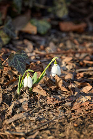 Flowers Snowdrops, in the natural environment. March. Women's holiday. Gift for womenの写真素材