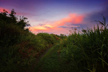 Unique sunset in a meadow with grasses in the foreground, shot from the bottomの写真素材