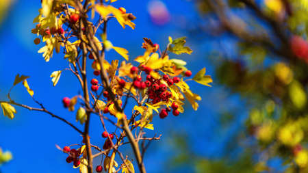 Wallpaper of autumn leaves on tree branches, on a warm autumn sunny day, with a shallow depth of...