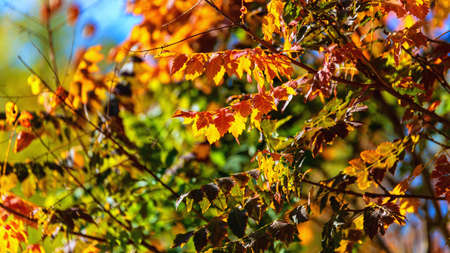 Wallpaper of autumn leaves on tree branches, on a warm autumn sunny day, with a shallow depth of...