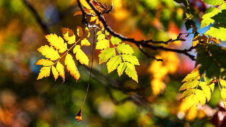 Wallpaper of autumn leaves on tree branches, on a warm autumn sunny day, with a shallow depth of...