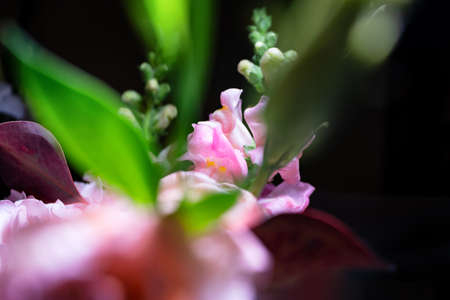 Bouquet of roses and gartens flowers close-up on black background with shallow depth of field and blurred backgroundの写真素材