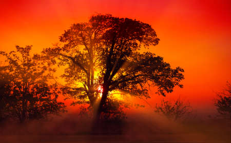 Sunrise, sunset with fog, sun rays passing through a treeの写真素材