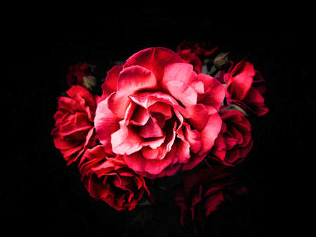 Bouquet of red roses on a black background, studio light. illustration