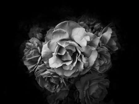 Black and white illustration. Bouquet of roses on a black background. Horizontal