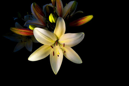 Lily flower with unopened buds, on a black background. Isolated on blackの写真素材