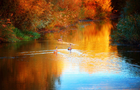 Three swans swim on an autumn river among trees in autumn colors. Artistic processing, selective focusの写真素材