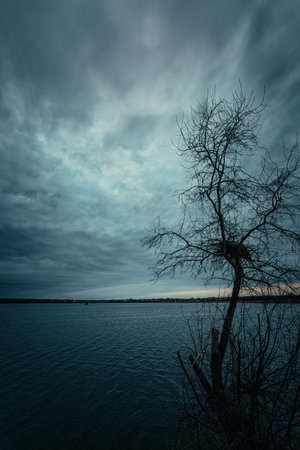 Lonely tree without leaves against a cloudy sky. on the shore of the lakeの写真素材