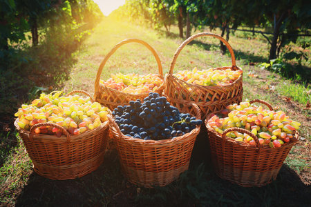 Wooden wicker baskets full of ripe grapes, outdoor