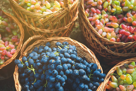 Wooden wicker baskets full of ripe grapes close up, outdoor