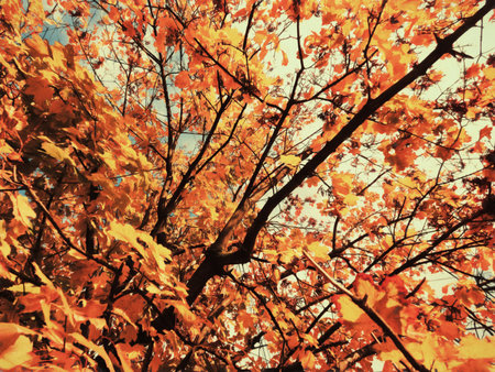 Branches of autumn trees with bright yellow leaves. Illustration