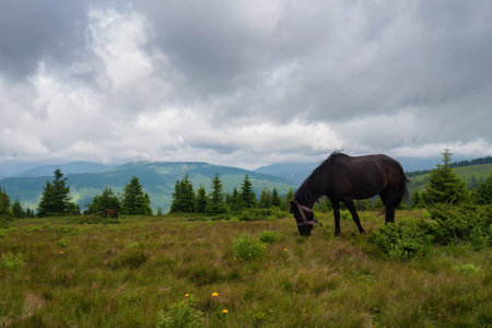 a horse grazing on pasture, mountain peaks and a dramatic skyの写真素材