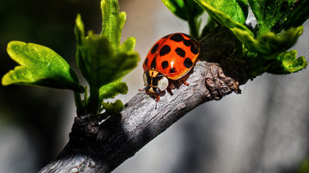 Close-up of a ladybug on a branch. macro with blurred background. bokeh