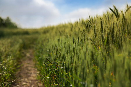 view of green wheat spikes and a wheat field under a blue sky with shallow depth of fieldの写真素材