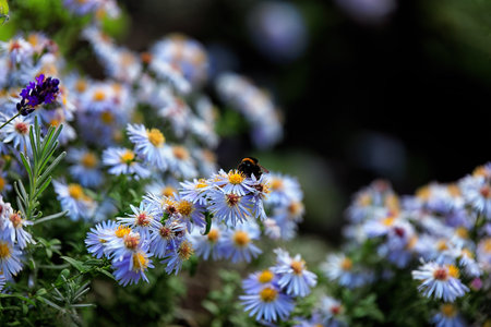 Bright garden flowers, green grass and leaves, close-up, blurred background. Symphiotrichum willowの写真素材
