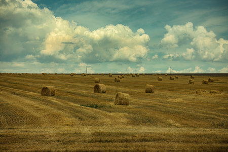 Harvest time, mowed field of wheat and haystacks on the field. white cloudsの写真素材