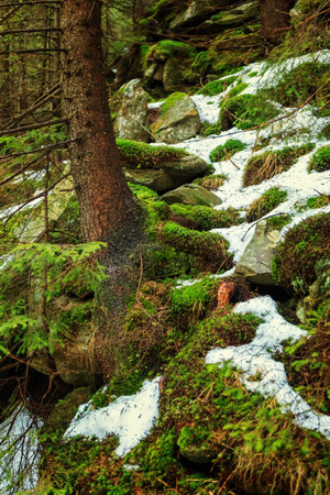Winter path in the forest, in the mountainsの写真素材