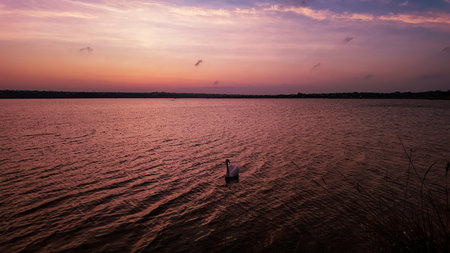 One white swan on the lake at sunsetの写真素材