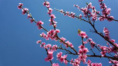 Pink flowers peach tree branch with a blue sky in the background