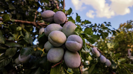 Plums close-up on a tree. green leaves, evening lightの写真素材