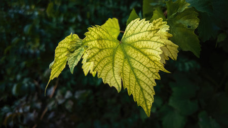 Green grape leaf on a dark blurred background, close-up