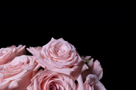 Bouquet of pink roses on a black background, close-upの写真素材