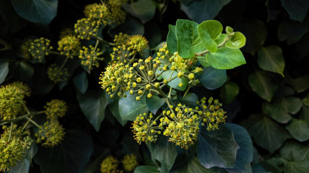 Common ivy on a dark background close-upの写真素材
