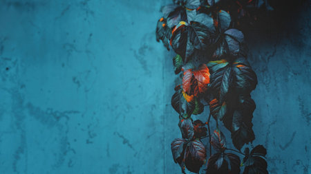 Autumn leaves wild grapes grapes close up. Parthenocissus quinquefoliaの写真素材