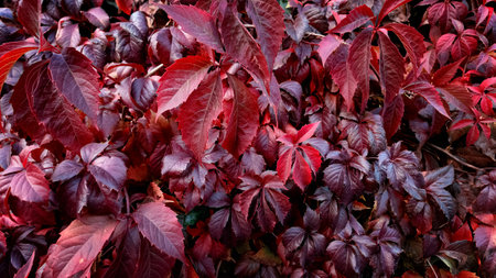 Dark red leaves of Parthenocissus quinquefolia grapes close-upの写真素材