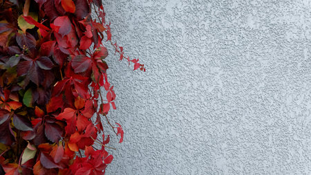 Red leaves of wild grapes on a light stone wallの写真素材