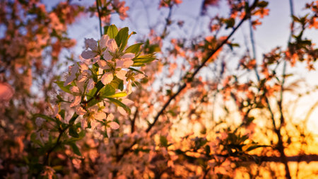 A beautiful fruit tree in full bloom, covered in delicate white blossoms, creating a stunning spring sceneの写真素材