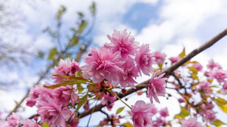 Delicate pink Prunus serrulata blossoms captured in close-up with a gentle bokeh background. A springtime scene full of natural beautyの写真素材
