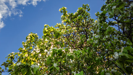 Delicate white quince flowers gently move in the breeze under a clear blue sky, creating a fresh and...