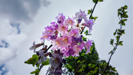 Close-up of blooming Paulownia tomentosa flowers against a bright sky with soft cloudsの写真素材
