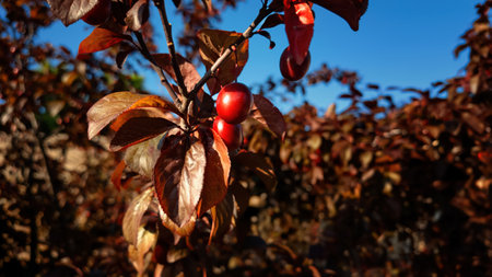 Close-up of young red cherry plum fruits growing on a branch, surrounded by leaves and set against a clear blue sky. Natural summer scene with vibrant colors.の写真素材