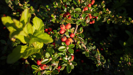 Close-up of red cotoneaster berries glowing softly in warm evening sunlight. Natural and tranquil...