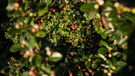 Close-up of red cotoneaster berries glowing softly in warm evening sunlight. Natural and tranquil botanical scene.の写真素材